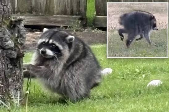 A raccoon sitting on grass next to a tree trunk, with a small inset image in the top right showing the raccoon from behind on a lawn.