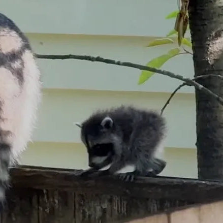 Two raccoons on a wooden fence outdoors, with one larger raccoon standing and another smaller one sitting beside it against a pale wall and tree background.